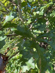 Mastophora hutchinsoni