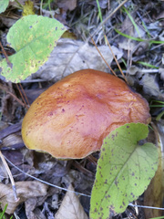 Boletus subcaerulescens