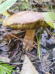 Boletus subcaerulescens