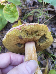 Boletus subcaerulescens