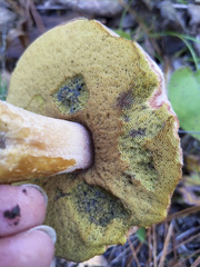 Boletus subcaerulescens
