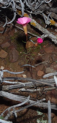 Oxalis capillacea (Oxalis capillacea)