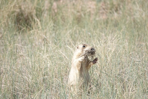White-tailed Prairie Dog (Cynomys leucurus), a species recorded in Utah