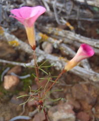 Oxalis capillacea