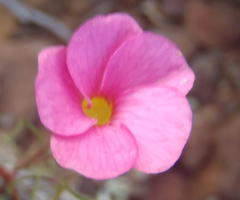 Oxalis capillacea
