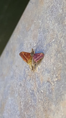 Pyrausta volupialis