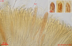 Strossmayeria basitricha
