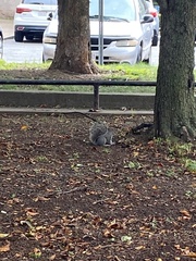 Sciurus carolinensis