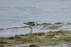 Calidris alba