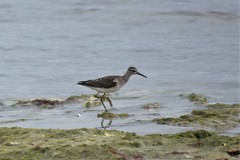 Tringa glareola