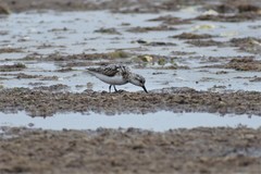 Calidris alba