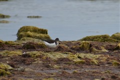 Actitis hypoleucos