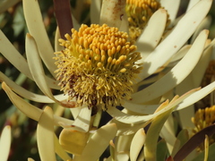 Leucadendron foedum