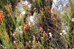 Drosera glabripes