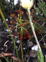 Drosera glabripes