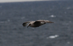 Larus schistisagus