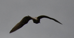 Larus schistisagus