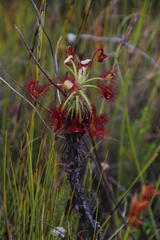 Drosera glabripes