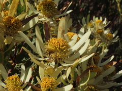 Leucadendron foedum