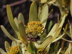 Leucadendron foedum