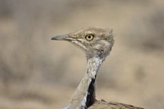 Chlamydotis macqueenii