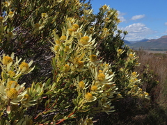 Leucadendron foedum