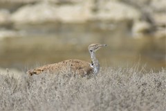 Chlamydotis macqueenii