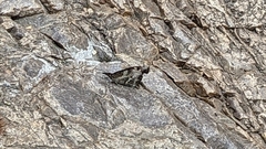 Libythea laius