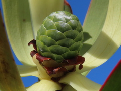 Leucadendron foedum