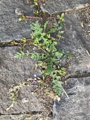 Erodium cicutarium