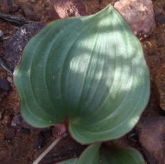 Eriospermum capense capense