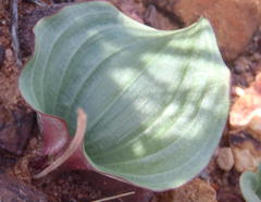 Eriospermum capense capense