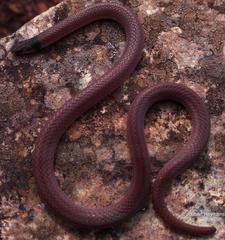 Aparallactus capensis capensis