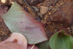 Eriospermum capense capense