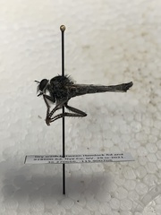 Nevadasilus blantoni