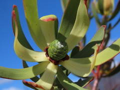 Leucadendron foedum