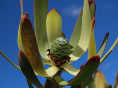Leucadendron foedum