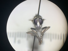 Nevadasilus blantoni