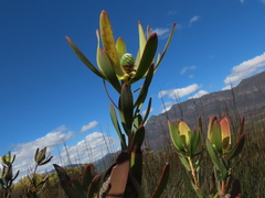 Leucadendron foedum