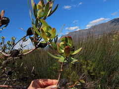 Leucadendron foedum