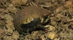 Breviceps mossambicus