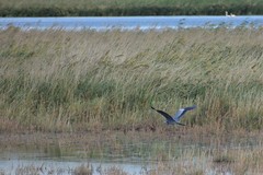 Ardea cinerea