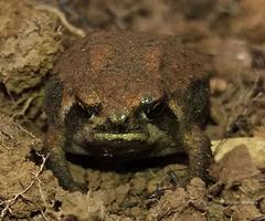 Breviceps mossambicus