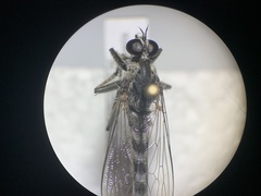 Nevadasilus blantoni