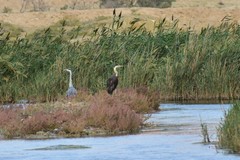 Ardea cinerea
