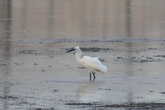 Egretta garzetta