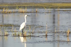 Egretta garzetta