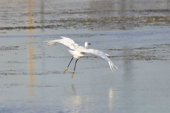 Egretta garzetta