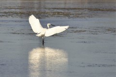 Egretta garzetta