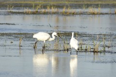 Egretta garzetta